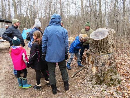 Tapping a Maple Tree